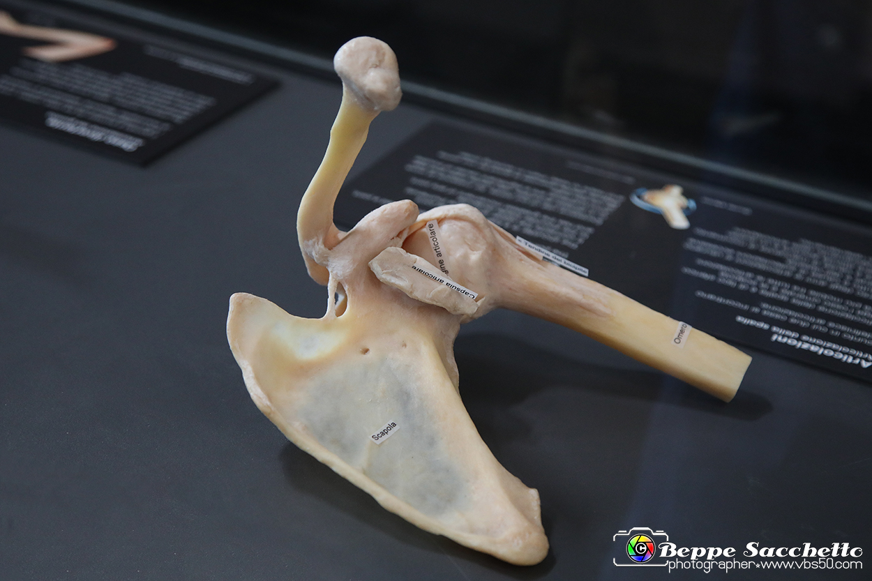 VBS_3091 - Articolazione della spalla - Mostra Body Worlds.jpg